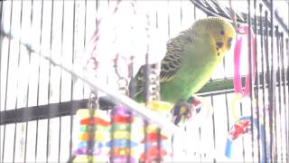 Define Parakeet [upl. by Jenna]