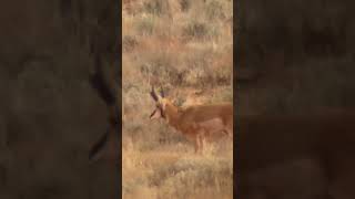 Heard of Pronghorn near the Kaibab Plateau [upl. by Irabaj]