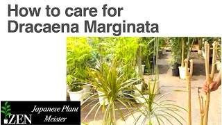 How to care for Dracaena Marginata can we dramatically revive our plant without drooping leaves [upl. by Inwat]