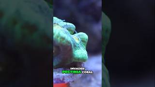 Space Invader In My Reef Tank 🤯 [upl. by Soelch155]