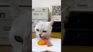 Asmr cat food  asmr asmr cutecatsounds catseating catfood [upl. by Bazar319]