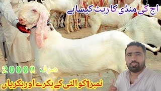 The biggest market of Bakra Eid 2025 ke Latest Wednesday Bakra Mandi New Update 30102024 [upl. by Jaala]