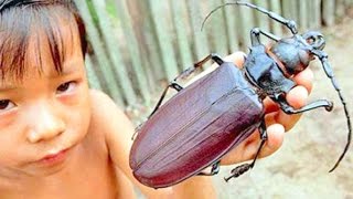 10 BIGGEST Insect Photos Explained [upl. by Jareen]