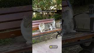 Cat and Her Kitten on a Park Bench  Baby Scared of Mommy’s Tail 😂 [upl. by Atteloc]