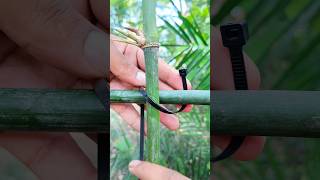 How to Secure Bamboo with Zip Ties  Easy Trick knot [upl. by Anela]