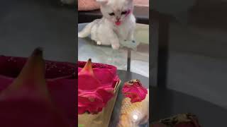 Cute Kittens 😅 Cat Fails 😸 FunnyCats Part 9405 [upl. by Calendre]