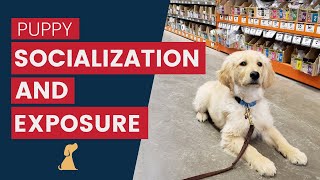 Puppy Socialization  Tips to Positively Work On Exposure Training [upl. by Rehportsirhc106]