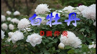 白牡丹  D調伴奏 簡譜走字  慈濟 嘉義二胡班視頻教材 [upl. by Euridice]