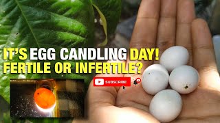 HOW TO CANDLE PARAKEET EGGS [upl. by Lenor826]