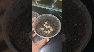 My Grindal Worms Culture crashed Flies this time shorts tamil betta livefeeding [upl. by Ahsinyar]