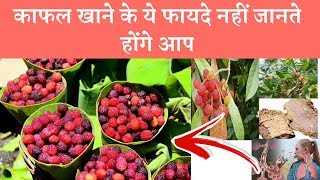 Health Benefits Of Kafal fruits Myrica esculenta काफल खाने के ये फायदे [upl. by Ardnosal]