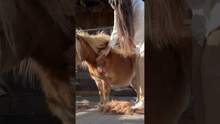 Am Ende kurz mein neues Pferd exposed 😂 fellwechsel equestrian minishetty fail fun horses [upl. by Sieracki]