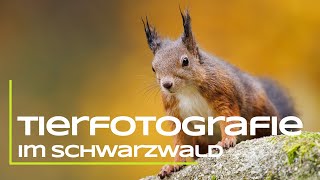 Tierfotografie im Schwarzwald [upl. by Alliehs]