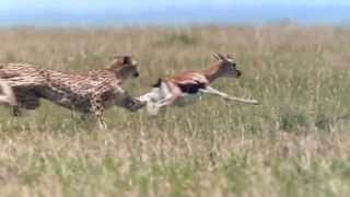 NEW A Cheetah Kill Antelope in Africa [upl. by Adlar]