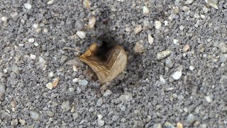 Bigheaded Ants struggle to drag Butterfly wing into nest [upl. by Tarfe]