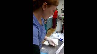 Skill 17Urinary catheter in Male Canine [upl. by Idnic]