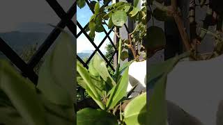 cardamom Plantelaichidevbhumi nature video [upl. by Gemma]