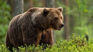 Nature Animal Sounds  Bear Sounds Recorded In front of Bears  Barking Eating Walking Scratching [upl. by Innaig]