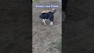 Emma’s new Friend…Mr Pug dog friends animals youtubeshorts video shorts [upl. by Fredia]