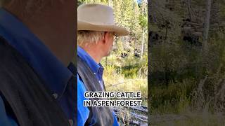 Part 1 The Practice of Grazing Cattle to Regenerate Aspen Forest [upl. by Kosey]