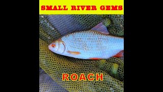 Coarse fishing UK Small river Roach hunt [upl. by Bolan471]