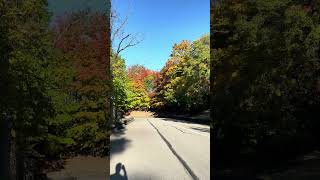 Running in Schenley Park in the morning shorts pittsburgh [upl. by Hauge957]