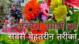 जरबेरा उगाने के लिए बेस्ट तरीका  आपको कभी किसी ने नहीं बताया  Best Growing Method for Gerbera [upl. by Otsenre805]