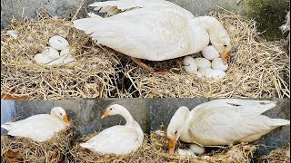 2 Geese  Ducks  Hatching Her 14 Eggs in Beautiful Nest  Hatched Eggs to GEESE babies [upl. by Drawde]