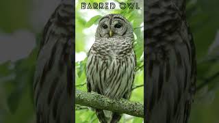 Zen Barred Owl Moment Amazing Nature Wildlife [upl. by Nebeur494]