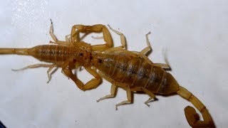 Incredible Scorpion Mating Ritual Leads To Birth [upl. by Isdnil617]