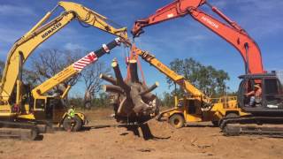 Exclusive Cycads and Australian Baobab trees [upl. by Aretina]