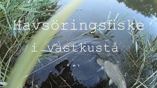 Havsöringsfiske på västkusten 2019 [upl. by Afas356]