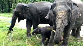 SUARA GAJAH DAN MENGENAL BINATANG GAJAH  ELEPHANT SOUND [upl. by Lucilia663]