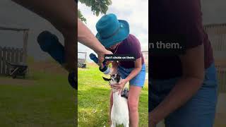 My NEW favorite method to Copper Bolus our goats homestead youtubeshorts goat shortvideo [upl. by Araem345]