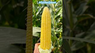 Hybrid Sweet Corn  TGGolden Sweet  Best Sweet Corn Seeds  High Yielding Variety [upl. by Esmeralda]