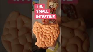 The Small Intestine funfacts [upl. by Sammons]