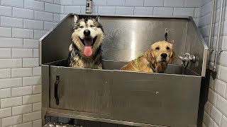 Golden Retriever Puppy And Husky Get A Bath Together So Cute [upl. by Marcellus]