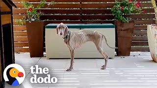 This Woman Lost Hope Saving Her Skeleton Dog Until  The Dodo [upl. by Drais]