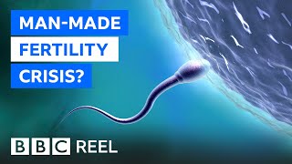 Fertility crisis Is modern life making men infertile  BBC REEL [upl. by Rolph970]