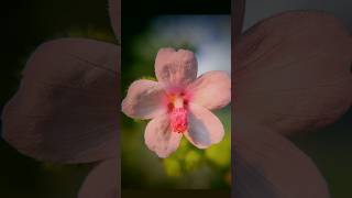 Micro photography with smart phones naturemusicforrelaxationandmeditation [upl. by Livvy]