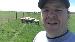 Introduction of Bill Fett and IleDeFrance sheep [upl. by Bud771]