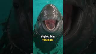 Yangtzes Finless Fun A Porpoise with a Purpose [upl. by Calia]