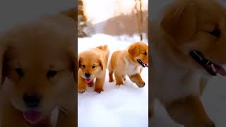 Cute Puppys Snow Day Fun [upl. by Uos]