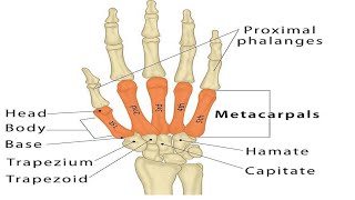 Two Minutes of Anatomy Carpometacarpal Joints CMC Jts [upl. by Cam455]