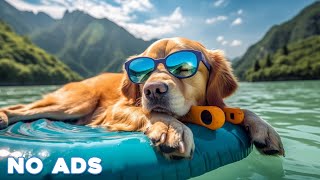 12 Hours Dog Music 🎵 Relaxing Music For Dogs With Anxiety🐶 Separation Anxiety Relief music💖Dog Calm [upl. by Ayekram]