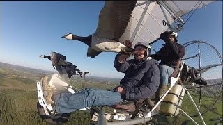 Enseñar a las aves nuevas rutas de migración  science [upl. by Utham122]