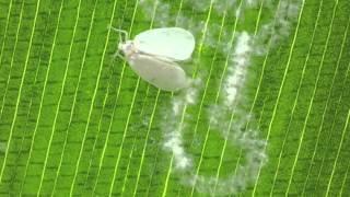 Rugose Spiraling Whitefly laying eggs [upl. by Darda]