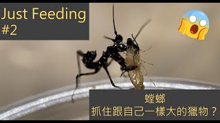 昆蟲vlog  Just Feeding 2  餵食螳螂Praying Mantis 螳螂捕食秀！ [upl. by Christopher]