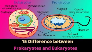 Difference Between  Prokaryotes vs Eukaryotes  Microbiology  Hindi [upl. by Labotsirc]