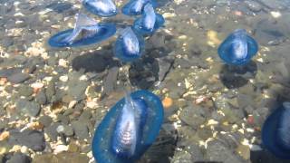 Mass stranding Velella velella on Menorca May 2013 [upl. by Hillery913]